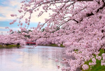 I colori della primavera: Sakura in fiore