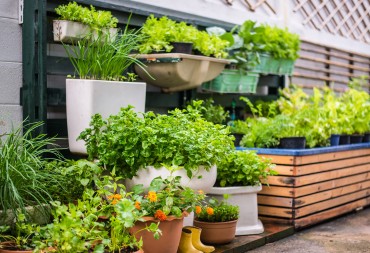 Come fare un piccolo orto sul balcone? Consigli e idee interessanti