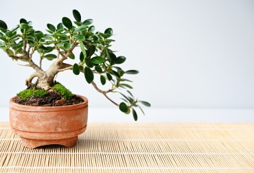 Arredare casa con i Bonsai: idee di home decor con le piante in miniatura