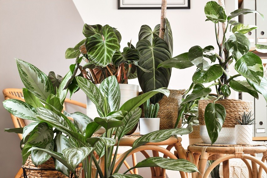 Dettaglio: piante verdi in progetto di interior design